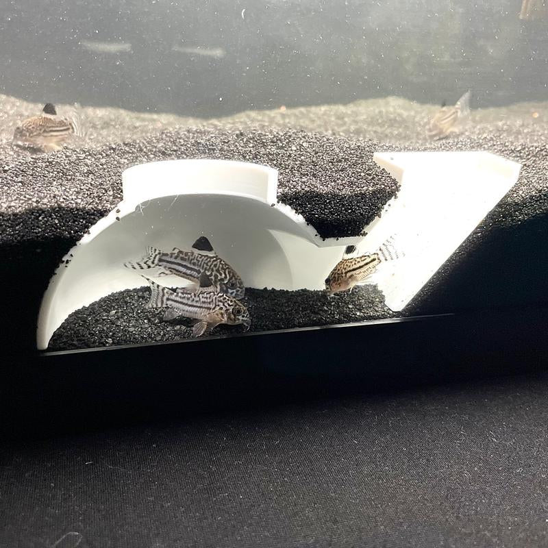 Aquarium Underground Tunnel Dome, Kuhli Loach Dojo Loach Corydoras Catfish Clown Loach Dwarf Frog Hideout