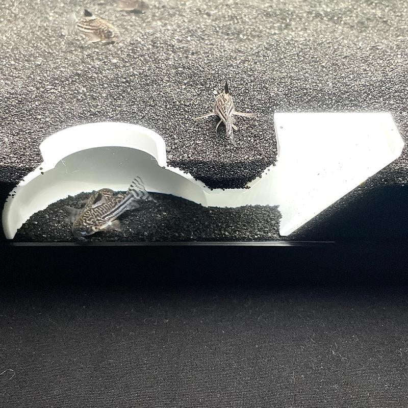 Aquarium Underground Tunnel Dome, Kuhli Loach Dojo Loach Corydoras Catfish Clown Loach Dwarf Frog Hideout