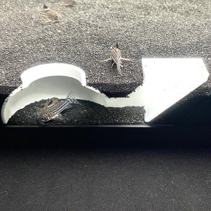 Aquarium Underground Tunnel Dome, Kuhli Loach Dojo Loach Corydoras Catfish Clown Loach Dwarf Frog Hideout