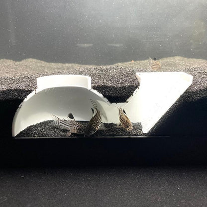 Aquarium Underground Tunnel Dome, Kuhli Loach Dojo Loach Corydoras Catfish Clown Loach Dwarf Frog Hideout